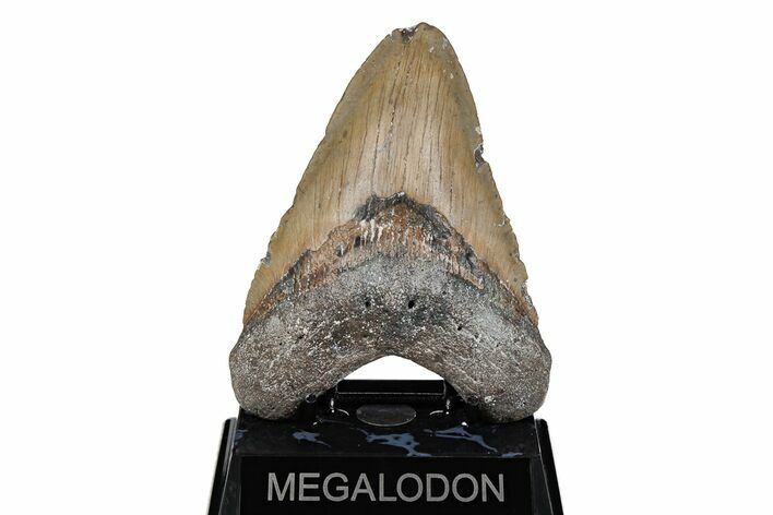5.36" Fossil Megalodon Tooth - North Carolina